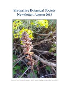 Shropshire Botanical Society Newsletter, Autumn 2013 Orobanche minor Common Broomrape on shrubby Senecio (Brachyglottis x jubar) Ruth Dawes, 2013.  Shropshire Botanical Society Newsletter No.27
