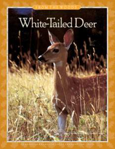 F ROM T H E WO O D S  PHOTOS: GINO D’ANGELO White-Tailed Deer