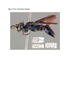 Figure 5-181A :Crabronidae (Apoidea)  Figure 5-181B :Crabronidae (Apoidea)