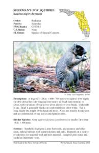 Sciurus_niger_shermani.p65