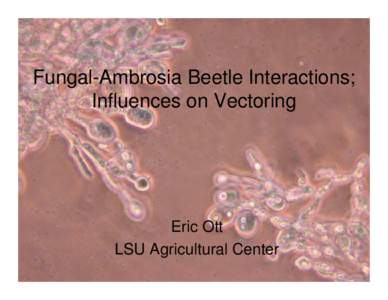 Fungal-Ambrosia Beetle Interactions; Influences on Vectoring Eric Ott LSU Agricultural Center[removed]