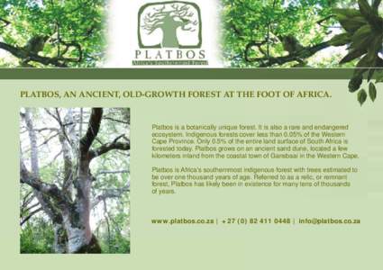 PLATBOS, AN ANCIENT, OLD-GROWTH FOREST AT THE FOOT OF AFRICA.  Platbos is a botanically unique forest. It is also a rare and endangered ecosystem. Indigenous forests cover less than 0.05% of the Western Cape Province. On