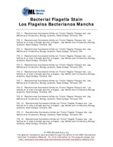 Microsoft Word - bacterial_flagella_stain_spanish.doc