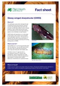 Fact sheet Glassy-winged sharpshooter (GWSS) What is it? GWSS feeds and reproduces on a wide range of host plants, most of which can be infected