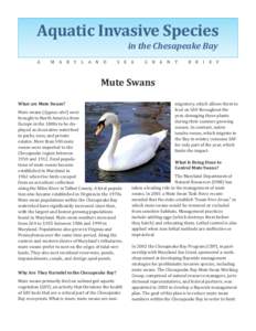 Mute swans_AIS brief_Layout 1