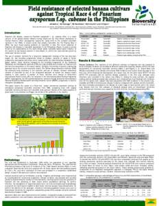 Fruit / Grand Nain / Fusarium oxysporum f.sp. cubense / Fusarium wilt / Disease resistance in fruit and vegetables / Banana / Lacatan banana / Latundan banana / Gros Michel banana / Banana cultivars / Food and drink / Agriculture