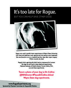 It’s too late for Rogue. BUT YOU CAN HELP SAVE OTHER DOGS. Rogue  Rogue was used in painful heart experiments at Wayne State University.
