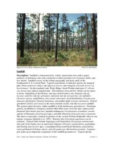Biology / Hammock / Gopher Frog / Flatwoods / Ceratiola ericoides / Pinus clausa / Pinus palustris / Dicerandra cornutissima / Crotalus adamanteus / Flora of the United States / Ecology / Sandhill