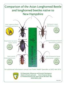 Comparison of the Asian Longhorned Beetle and longhorned beetles native to New Hampshire Asian Longhorned Beetle Anoplophora glabripennis