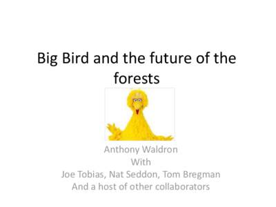Big Bird and the future of the forests Anthony Waldron With Joe Tobias, Nat Seddon, Tom Bregman