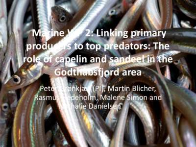 Marine WP 2: Linking primary producers to top predators: The role of capelin and sandeel in the Godthåbsfjord area Peter Grønkjær (PI), Martin Blicher, Rasmus Hedeholm, Malene Simon and