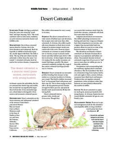 Cottontail rabbit / Zoology / Rabbit / Mountain cottontail / Coyote / Fauna of the United States / Biology / Sylvilagus / Desert Cottontail / Eastern cottontail