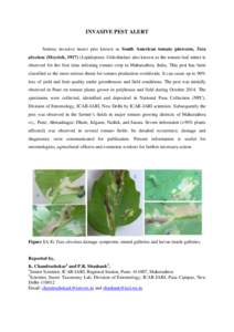 INVASIVE PEST ALERT Serious invasive insect pest known as South American tomato pinworm, Tuta absoluta (Meyrick, Lepidoptera: Gelechiidae) also known as the tomato leaf miner is observed for the first time infesti