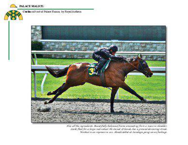PALACE MALICE: Curlin colt out of Palace Rumor, by Royal Anthem