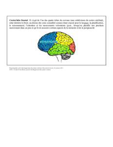 Cortex/lobe frontal : Il s’agit de l’un des quatre lobes du cerveau (une subdivision du cortex cérébral), situé derrière le front, au-dessus des yeux considéré comme étant crucial pour le langage, la planifica