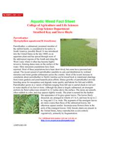 Aquatic Weed Fact Sheet College of Agriculture and Life Sciences Crop Science Department Stratford Kay and Steve Hoyle Parrotfeather Myriophyllum aquaticum(M. brasiliense)