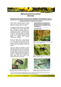 The Gorse Report  National gorse bio-control overview Biological controls of gorse have been actively investigated and implemented for much of the previous century and the work continues. Dr John Ireson* of the Tasmanian