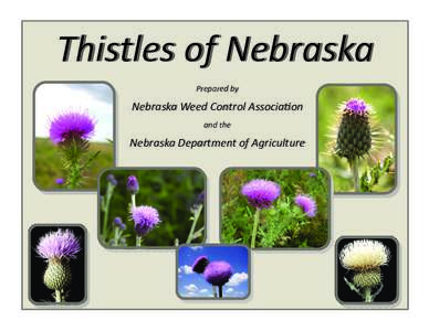 Thistles of Nebraska    Prepared by 