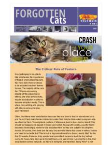 The Critical Role of Fosters It is challenging to be able to fully emphasize the importance of fosters when preparing cats that have been feral or strays to be adopted into their forever