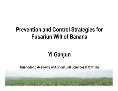 Prevention and Control Strategies for Fusariun Wilt of Banana Yi Ganjun Guangdong Academy of Agricultural Sciences,P.R.China  Background