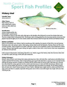 Hickory shad / Shad fishing / American shad / Grifton /  North Carolina / Shad / Blueback herring / Fly fishing / Fish / Clupeidae / Sport fish