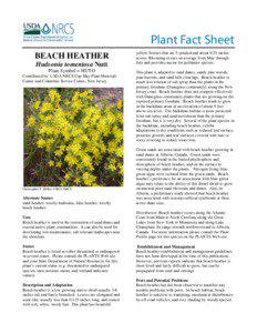 Beach Heather Plant Fact Sheet