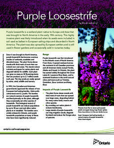 Purple Loosestrife (Lythrum salicaria) Masthead photo: Randy Westbrooks, U.S. Geological Survey, Bugwood.org  Purple loosestrife is a wetland plant native to Europe and Asia that