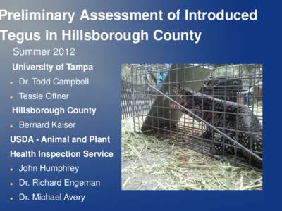 Preliminary Assessment of Introduced Tegus in Hillsborough County Summer 2012 University of Tampa 
