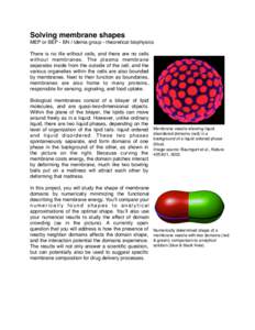 Solving membrane shapes MEP or BEP - BN / Idema group - theoretical biophysics There is no life without cells, and there are no cells without membranes. The plasma membrane separates inside from the outside of the cell, 