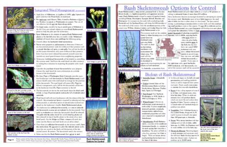 Rush Skeletonweed Options for Control FINAL.pub