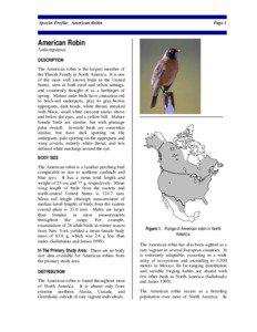 Species Profile: American Robin  Page 1