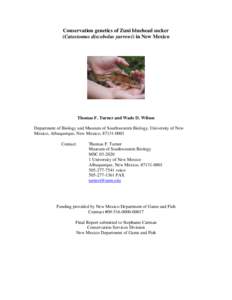 Conservation genetics of Zuni bluehead sucker