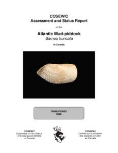 COSEWIC Assessment and Status Report on the Atlantic Mud-piddock Barnea truncata