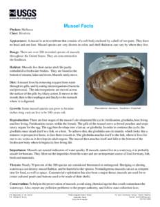 Mussel Facts Phylum: Mollusca Class: Bivalvia Appearance: A mussel is an invertebrate that consists of a soft body enclosed by a shell of two parts. They have no head and one foot. Mussel species are very diverse in colo