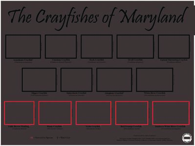 Water / Cambarus / Orconectes / Procambarus / Crayfish / Rusty crayfish / Fallicambarus / Cambaridae / Phyla / Protostome