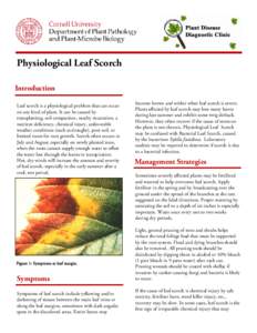 Physiological Leaf Scorch Introduction Leaf scorch is a physiological problem that can occur on any kind of plant. It can be caused by