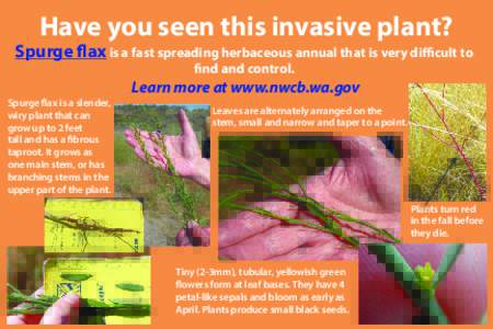 Have you seen this invasive plant?  Spurge flax is a fast spreading herbaceous annual that is very difficult to find and control.  Spurge flax is a slender,