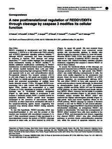 A new posttranslational regulation of REDD1&sol;DDIT4 through cleavage by caspase 3 modifies its cellular function