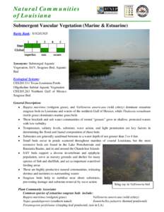 Natural Communities of Louisiana Submergent Vascular Vegetation (Marine & Estuarine) Rarity Rank: S1S2/G3G5  Synonyms: Submerged Aquatic