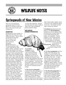 WILDLIFE NOTES Springsnails of New Mexico Nine out of 10 endangered springsnails that live in New Mexico are endemic to this state — that is, they only live here and