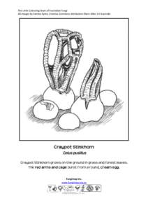 The Little Colouring Book of Australian Fungi All images by Katrina Syme, Creative Commons Attribution-Share Alike 3.0 Australia Craypot Stinkhorn Colus pusillus Craypot Stinkhorn grows on the ground in grass and forest 