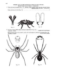 ·22 SPIDERS: KEY TO SOME IMPORT ANT UNITED STATES SPECIES Harold George Scott & Chester J. Stojanovich 1. 	 Fangs projecting horizontally (Fig. 1 A). (abdomen without tergites; tarsus with claw tufts and 2 claws) ......