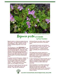 Begonia / Flowers / Plant morphology / Tuber / Begonia pearcei / Begonia veitchii / Botany / Biology / Veitch Nurseries