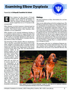 Examining Elbow Dysplasia Prepared by the Orthopedic Foundation for Animals E  lbow dysplasia has been found in 78 breeds