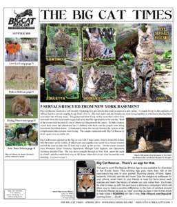 THE BIG CAT TIMES SUMMER 2011 Cool Cat Camp page 3  Bobcat Release page 5
