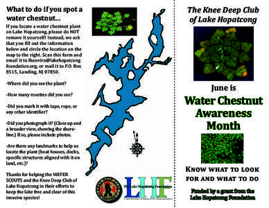 LHF KDC Water Chestnut brochure.indd