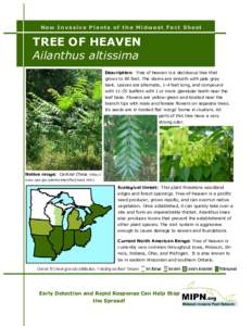 Botany / Biology / Ailanthus / Ailanthus altissima / Tree / Basal shoot / Vegetative reproduction