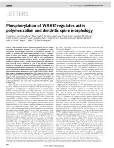 Vol 442|17 August 2006|doi:[removed]nature04976  LETTERS Phosphorylation of WAVE1 regulates actin polymerization and dendritic spine morphology Yong Kim1, Jee Young Sung1, Ilaria Ceglia1, Ko-Woon Lee1, Jung-Hyuck Ahn1, Jo