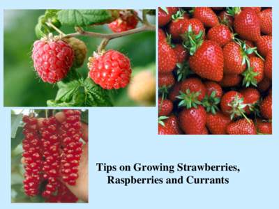 Tips on Growing Strawberries, Raspberries and Currants Strawberries Fragaria