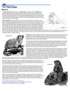 Marmot: Wildlife Notebook Series - Alaska Department of Fish and Game
